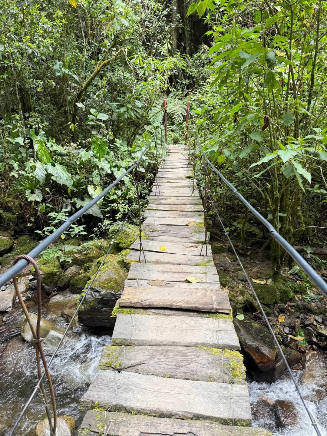 Valle de Cocora：南美的失落山谷_9_.jpg