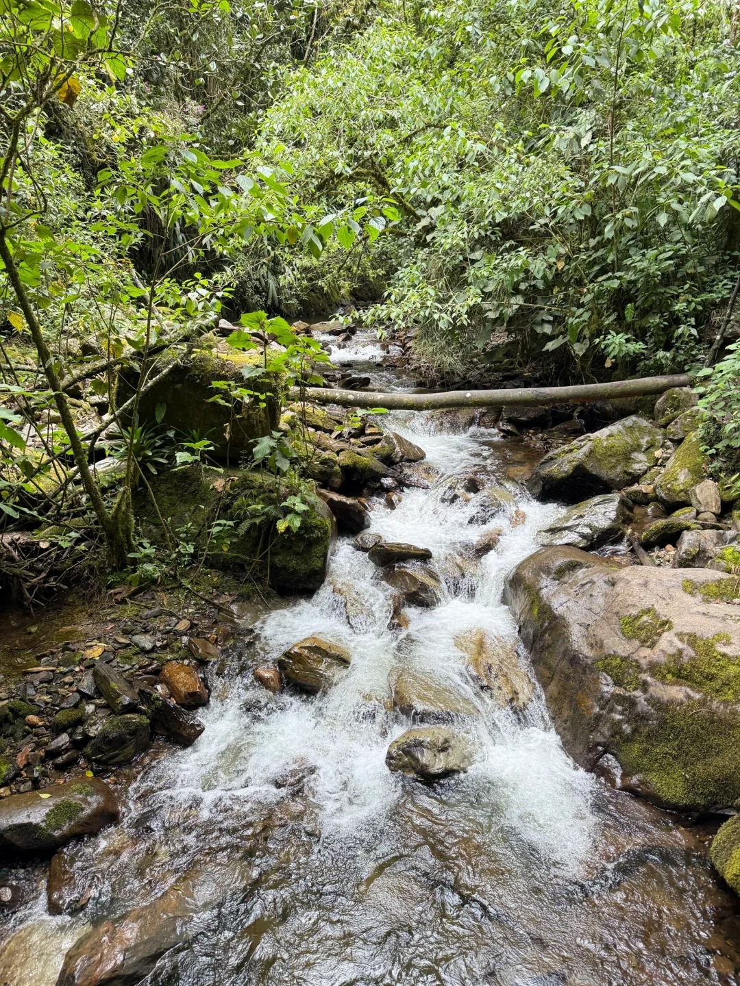 Valle de Cocora：南美的失落山谷_10_.jpg