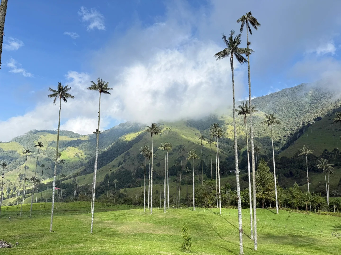 Valle de Cocora：南美的失落山谷_5_.jpg