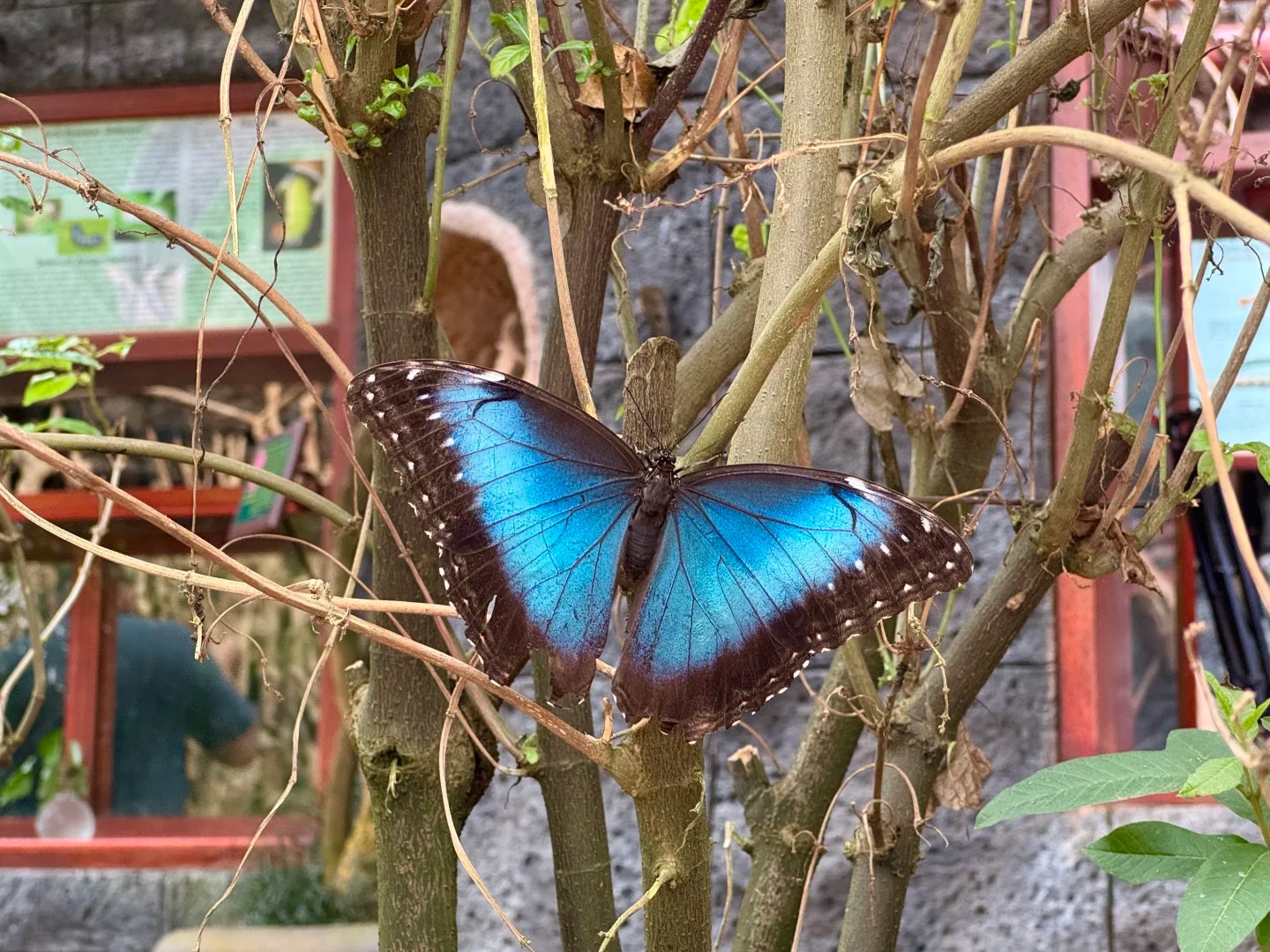 🇨🇷哥斯达黎加，Pura Vida纯净生活_7_.jpg