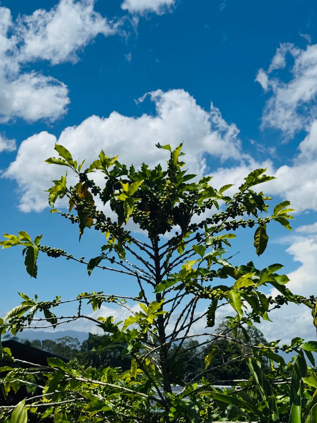 🇨🇷哥斯达黎加，Pura Vida纯净生活_3_.jpg