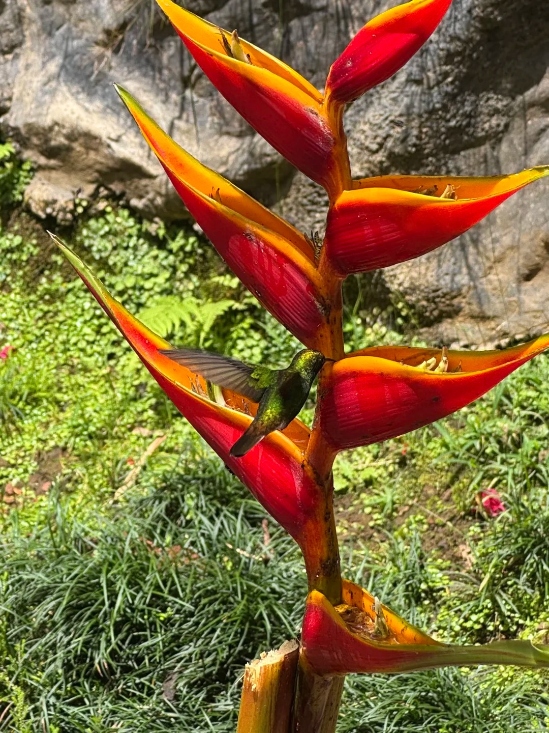 🇨🇷哥斯达黎加，Pura Vida纯净生活_9_.jpg